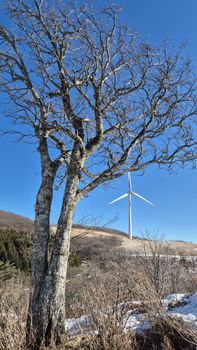 A leafless tree with a wind turbine in the background under a clear blue sky, capturing renewable energy amidst nature.