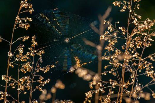 Close-up of a spider web glistening among dried autumn plants in the sunlight.