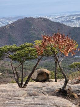 Capture of Seoul's mountainous landscape with city backdrop and unique trees.