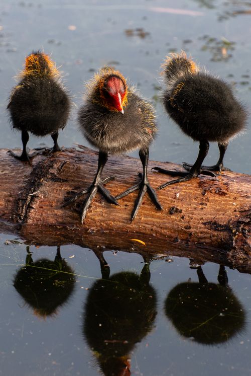 Free Adorable moorhen chicks on a log, reflecting in calm waters. Stock Photo