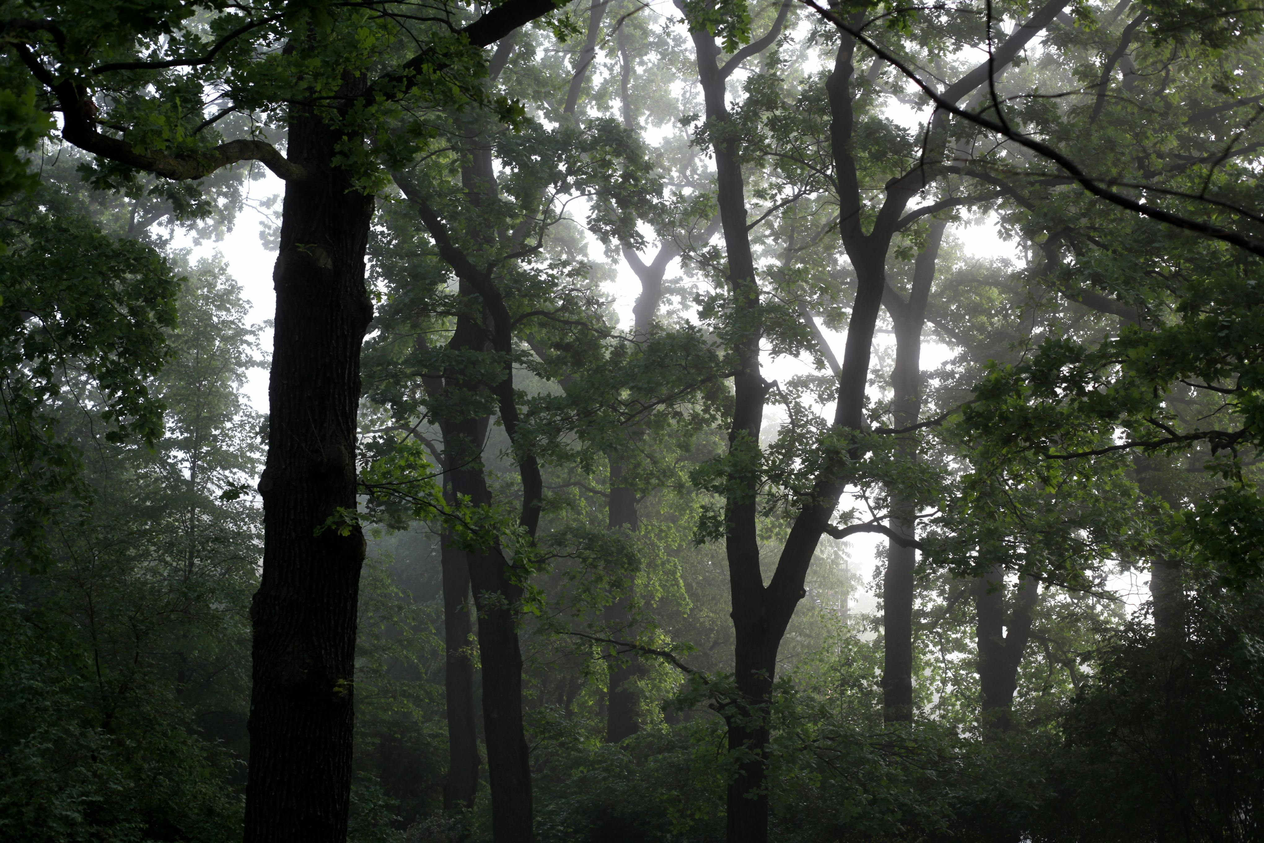 Gratuit Scenă captivantă de pădure cețoasă, cu stejari falnici în lumina blândă a dimineții. Fotografie de stoc