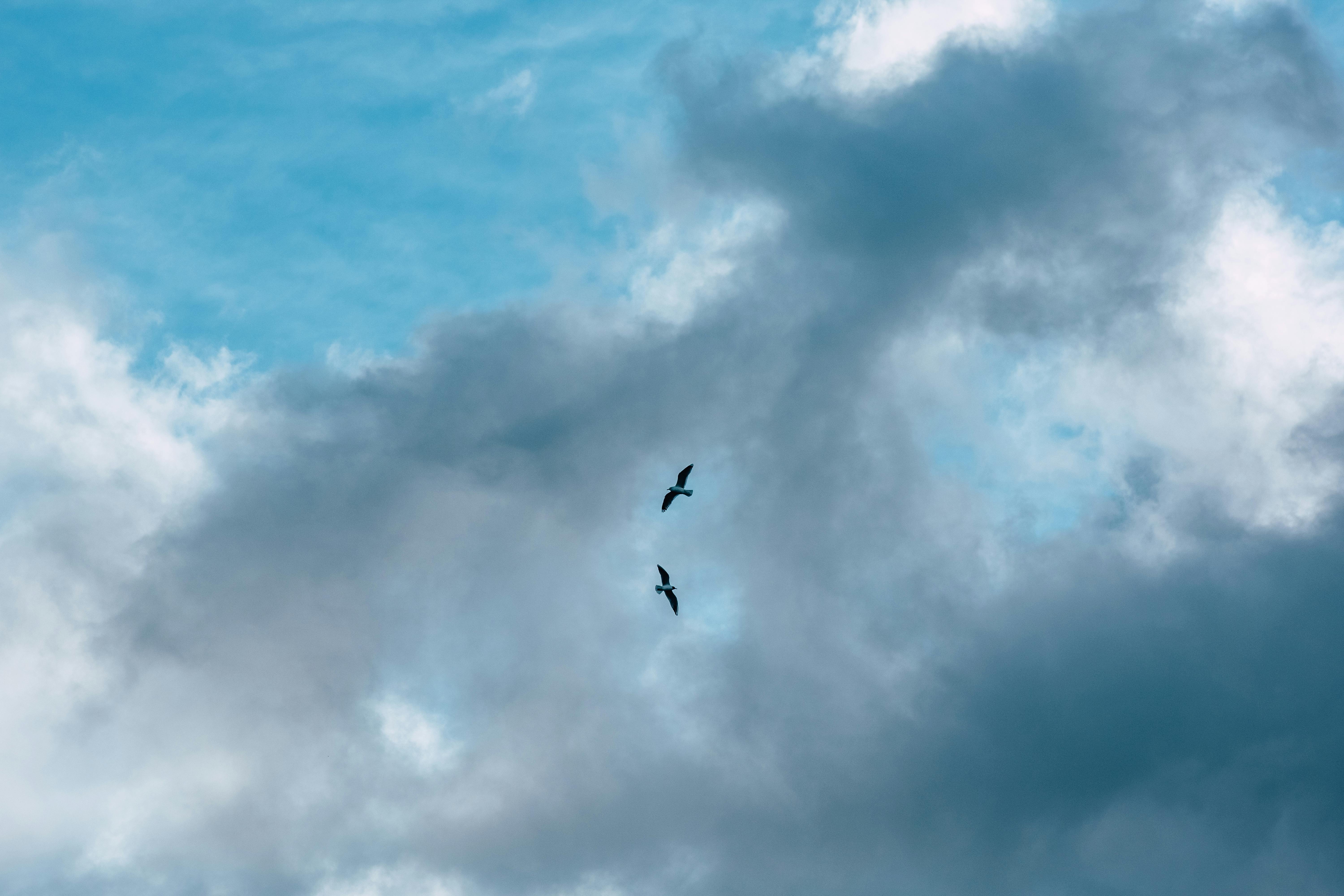 Gratis Due uccelli che volano tra le nuvole spettacolari del cielo, catturando un senso di libertà e la bellezza della natura. Foto a disposizione