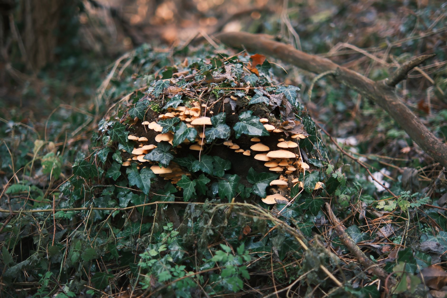 Can Vitamin Deficiencies Lead to Fungal Infections?