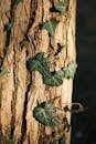 Close-up of Ivy on Tree Bark in Sunlight