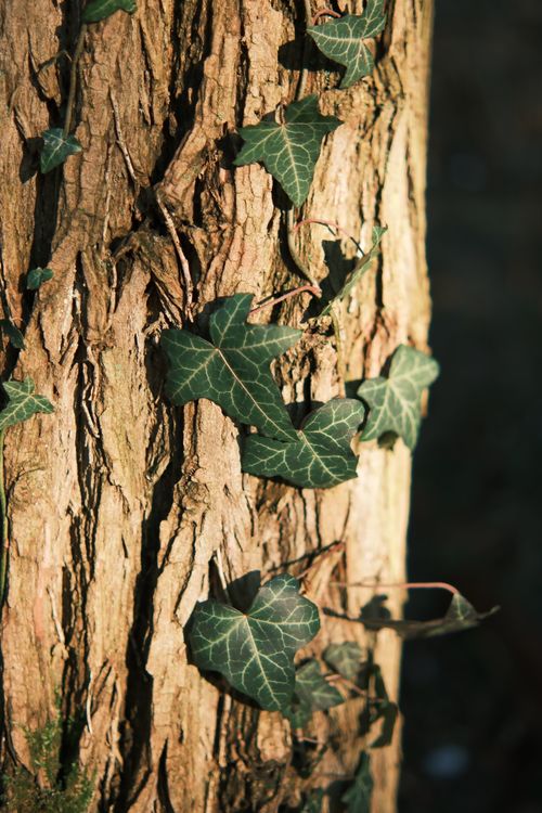 Free Detailed view of ivy climbing on tree bark illuminated by natural sunlight. Stock Photo