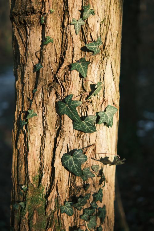 Free Detailed shot of ivy climbing a tree trunk, showcasing texture and natural light. Stock Photo