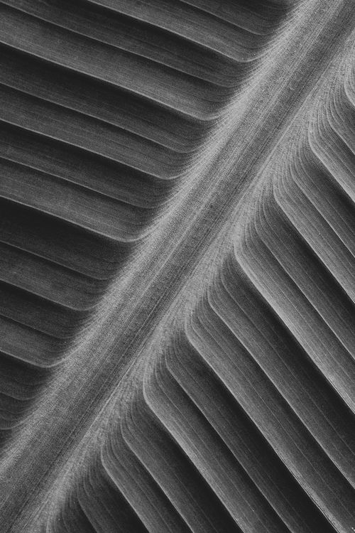 Free Artistic black and white macro of a banana leaf texture in Bali. Stock Photo