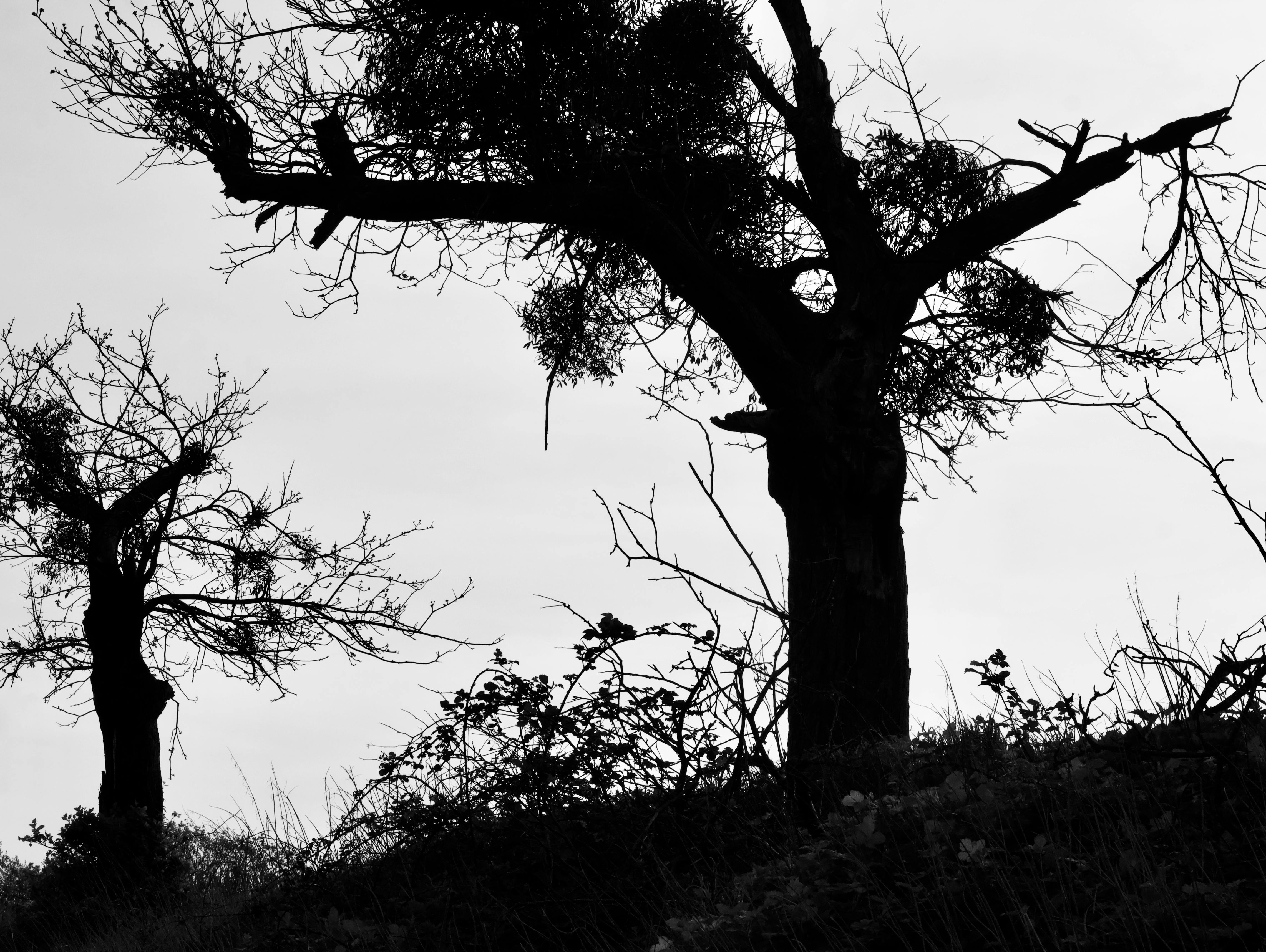grátis Silhueta melancólica em preto e branco de árvores sem folhas contra o céu, evocando solidão. Foto profissional