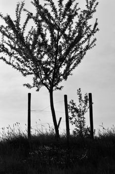 A striking silhouette of a lone tree on a hill, captured in black and white.