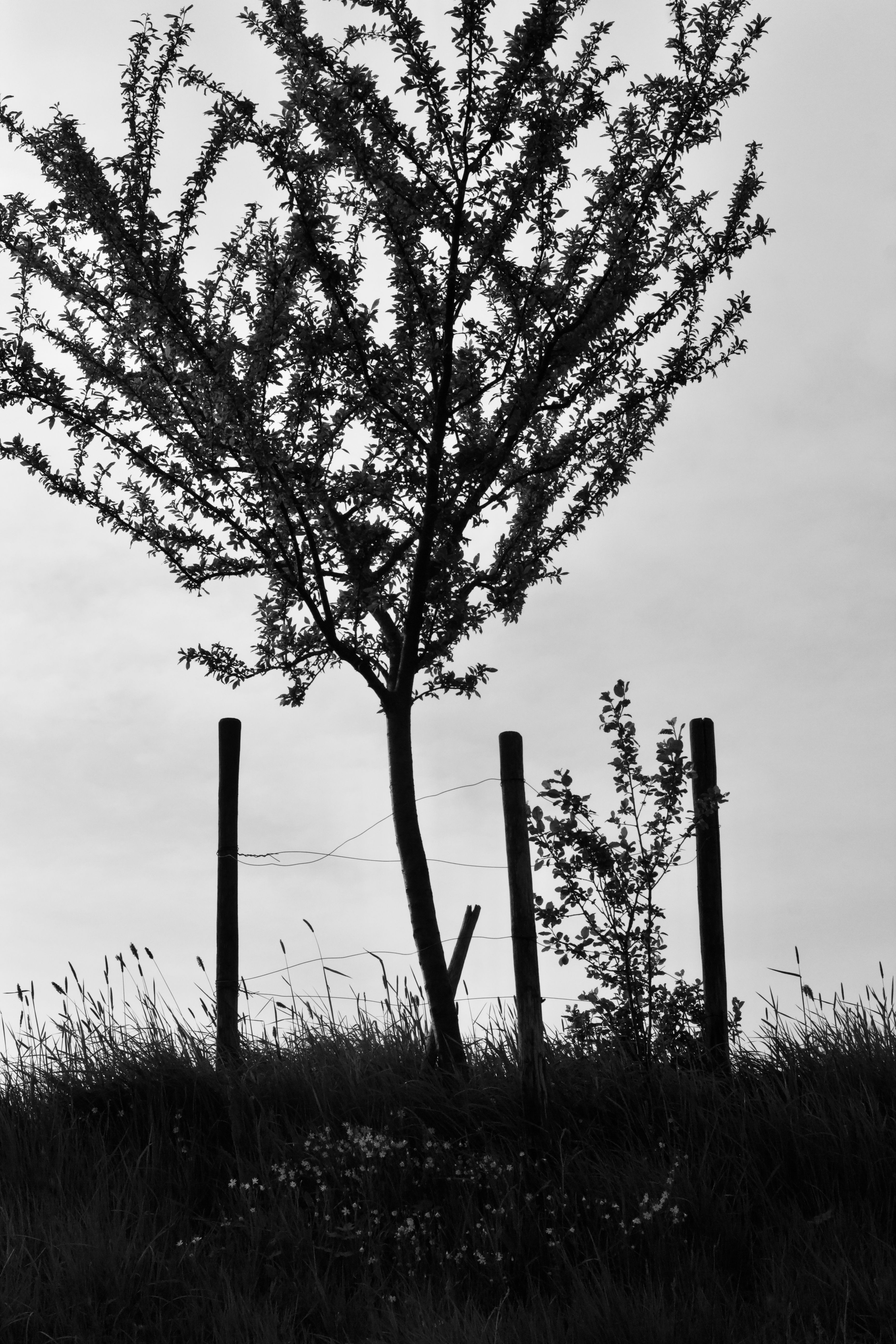 Black and White Silhouette of a Tree on a Hill · Free Stock Photo