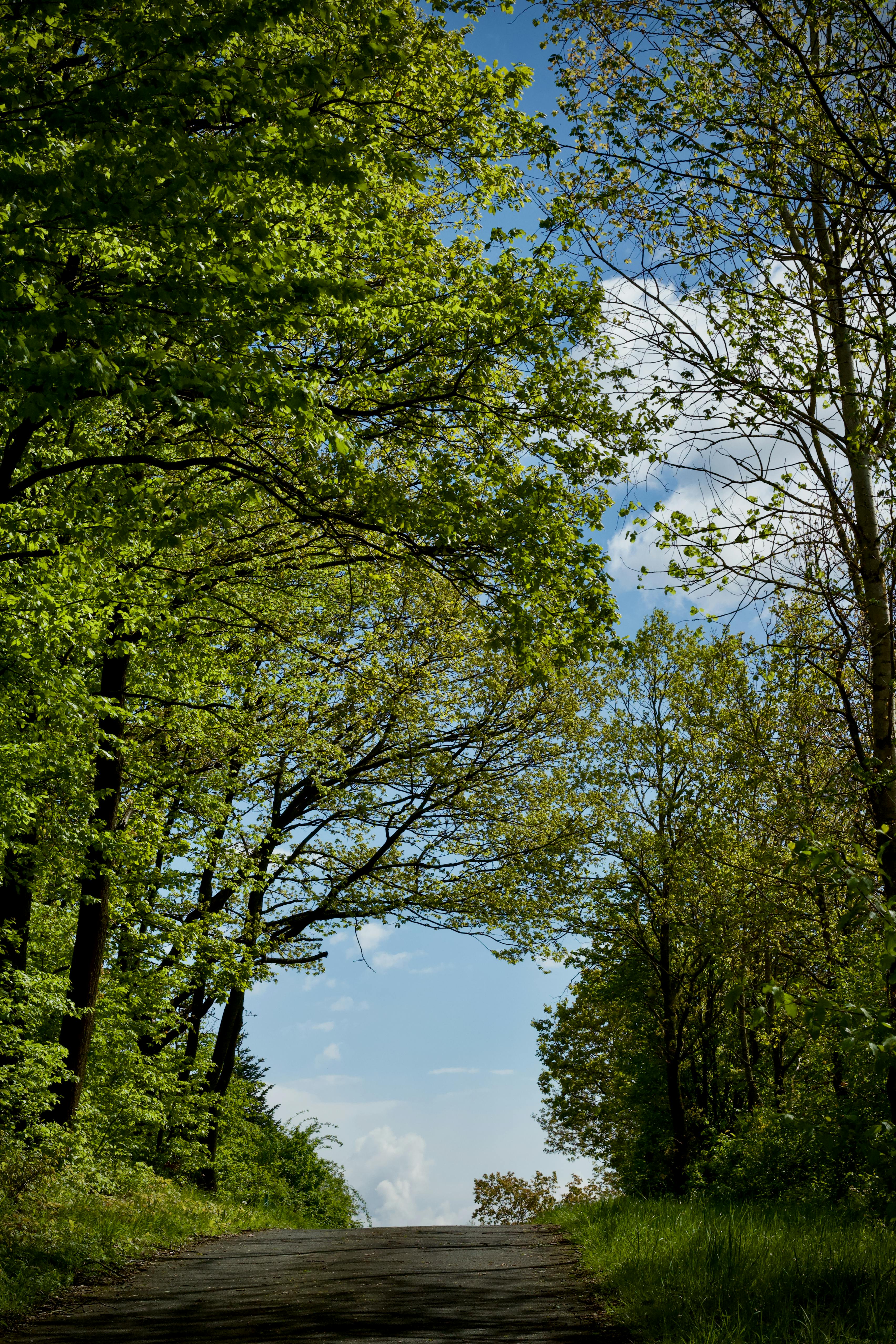 Serene Leafy Pathway in Lush Green Forest