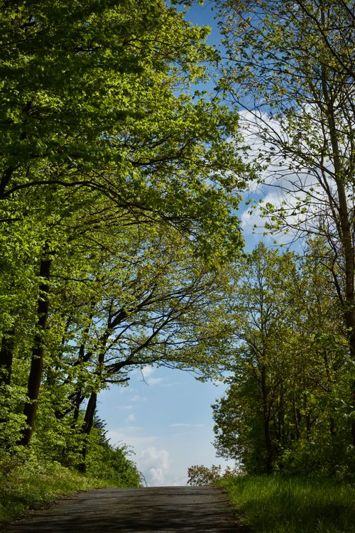 Free A tranquil path surrounded by vibrant green trees under a clear blue sky. Perfect for nature lovers. Stock Photo