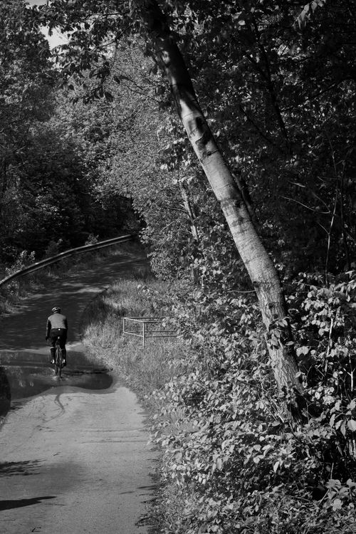 Free A cyclist enjoys a peaceful ride on a tree-lined road during daylight. Stock Photo