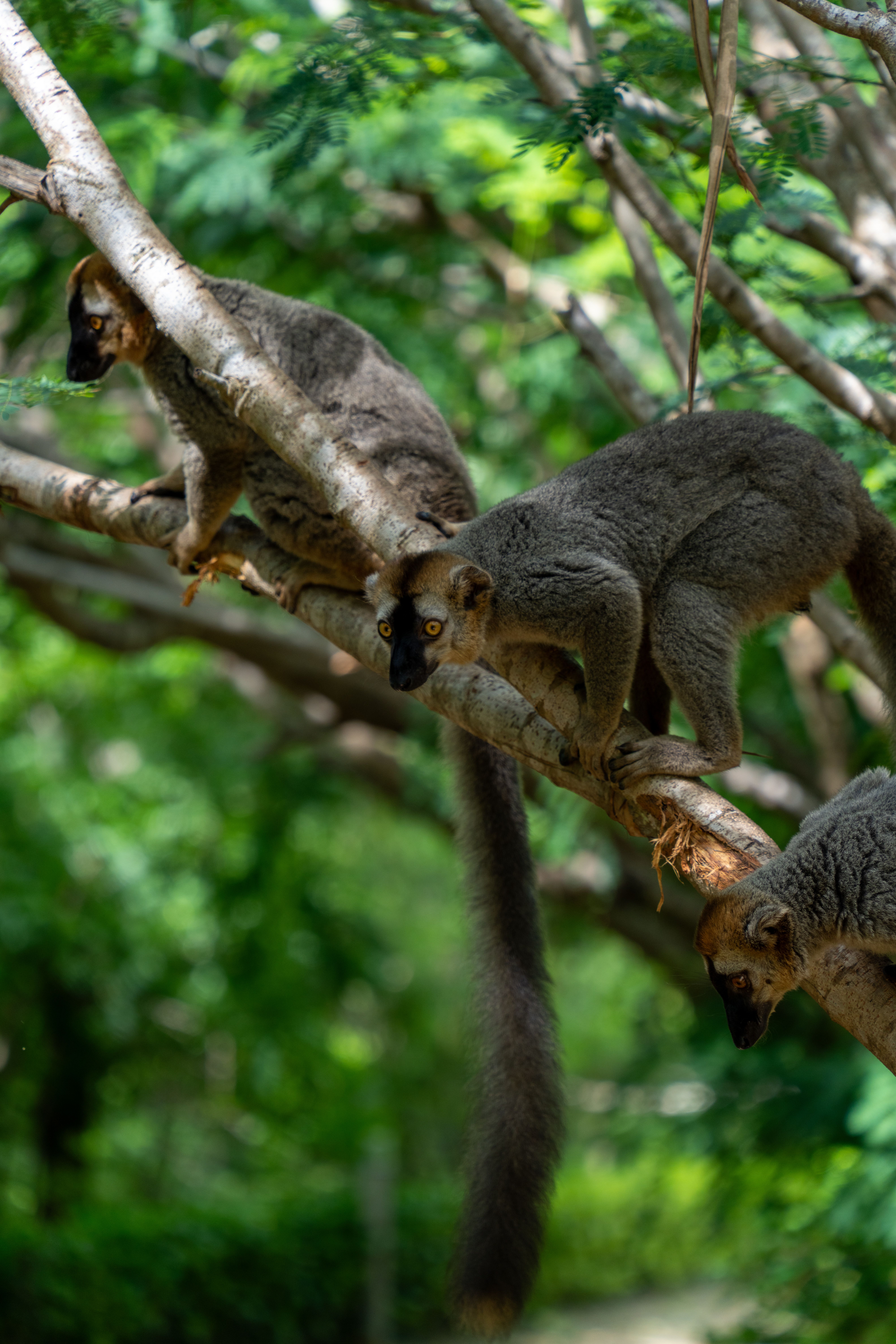 Andasibe — Royaume des Lémuriens Indri