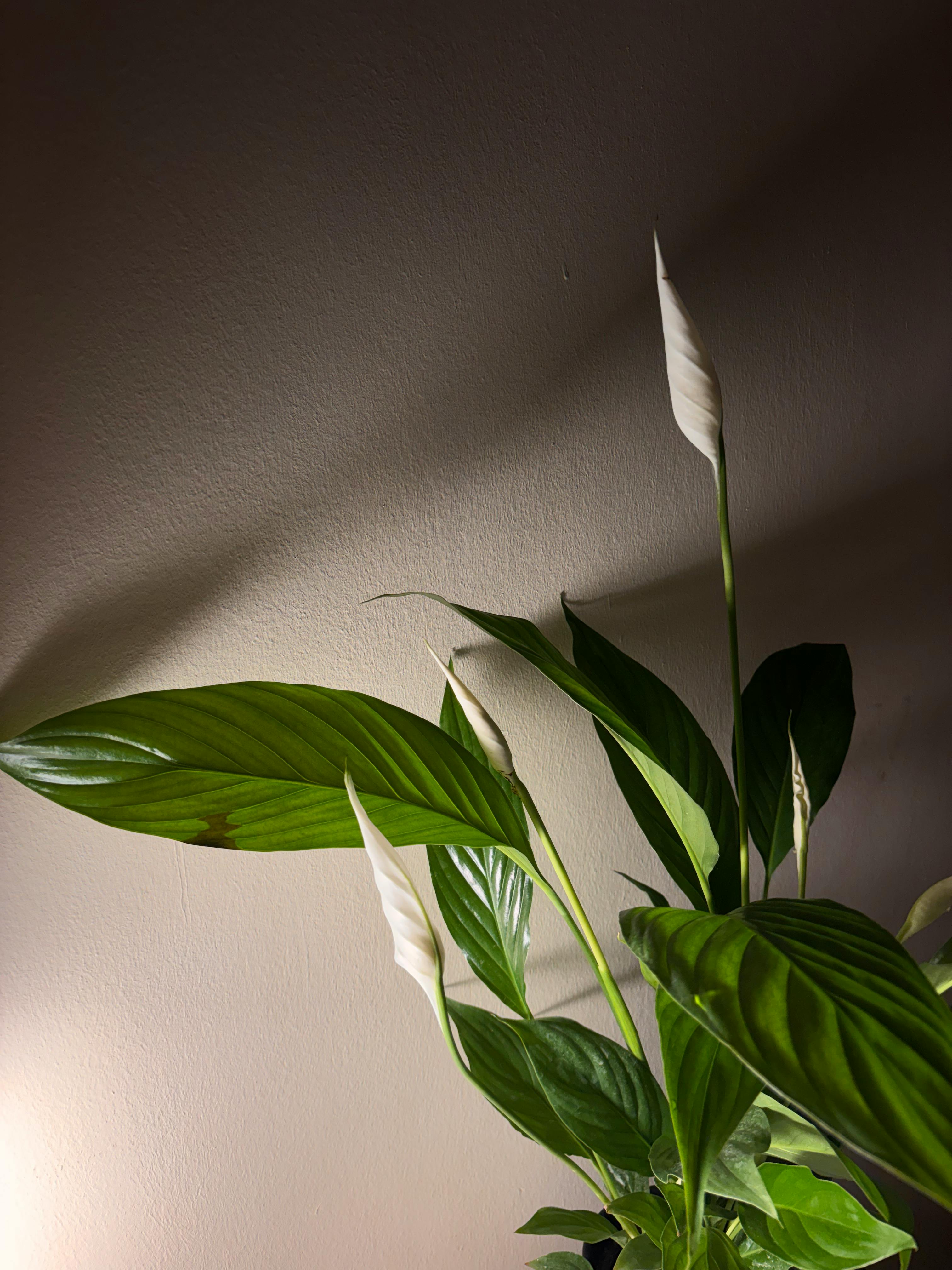 gratis Een vredeslelieplant met heldergroene bladeren en opkomende witte bloemen tegen een binnenmuur. Stockfoto