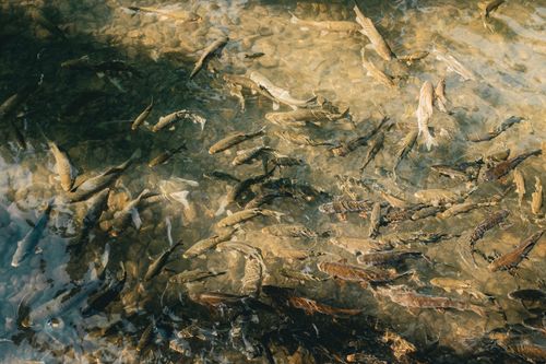 Free Calm scene of various fish swimming in clear shallow water with pebbles visible underneath. Stock Photo