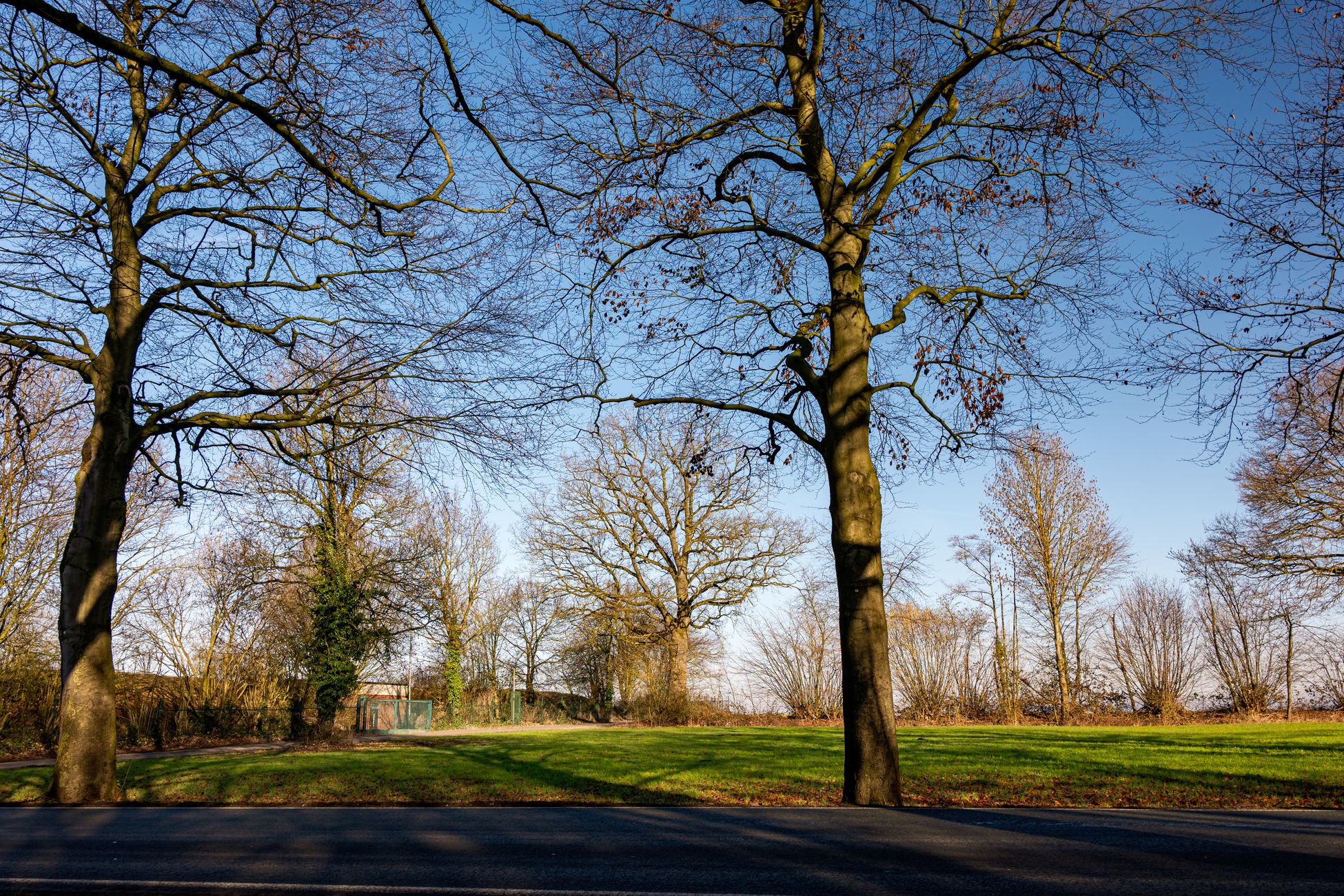 Bewoners Eindhoven vrezen voor omvallende bomen