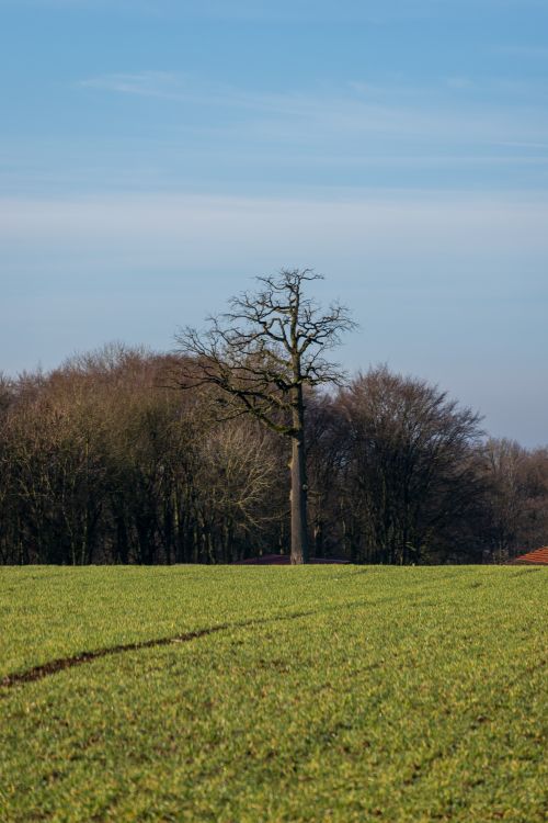 Free A solitary tree stands tall in a vibrant green field with a clear blue sky backdrop, Coesfeld, NRW. Stock Photo