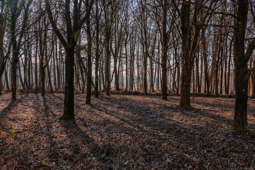 Free Serene winter forest in Coesfeld, Germany, with long tree shadows casting on the ground. Stock Photo