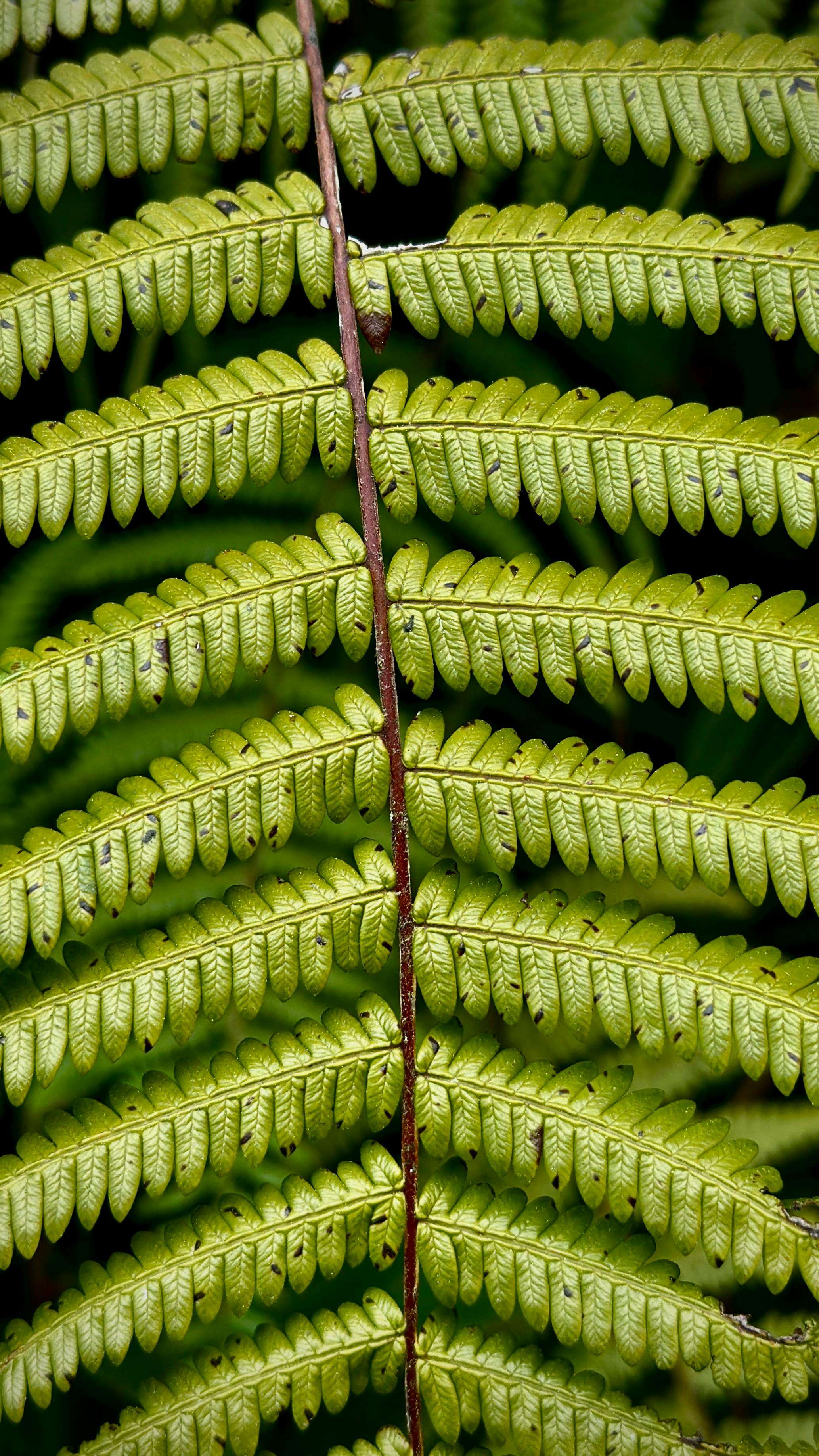 Free Detailed view of a vibrant green fern leaf showcasing natural patterns and textures in Chisapani, Nepal. Stock Photo