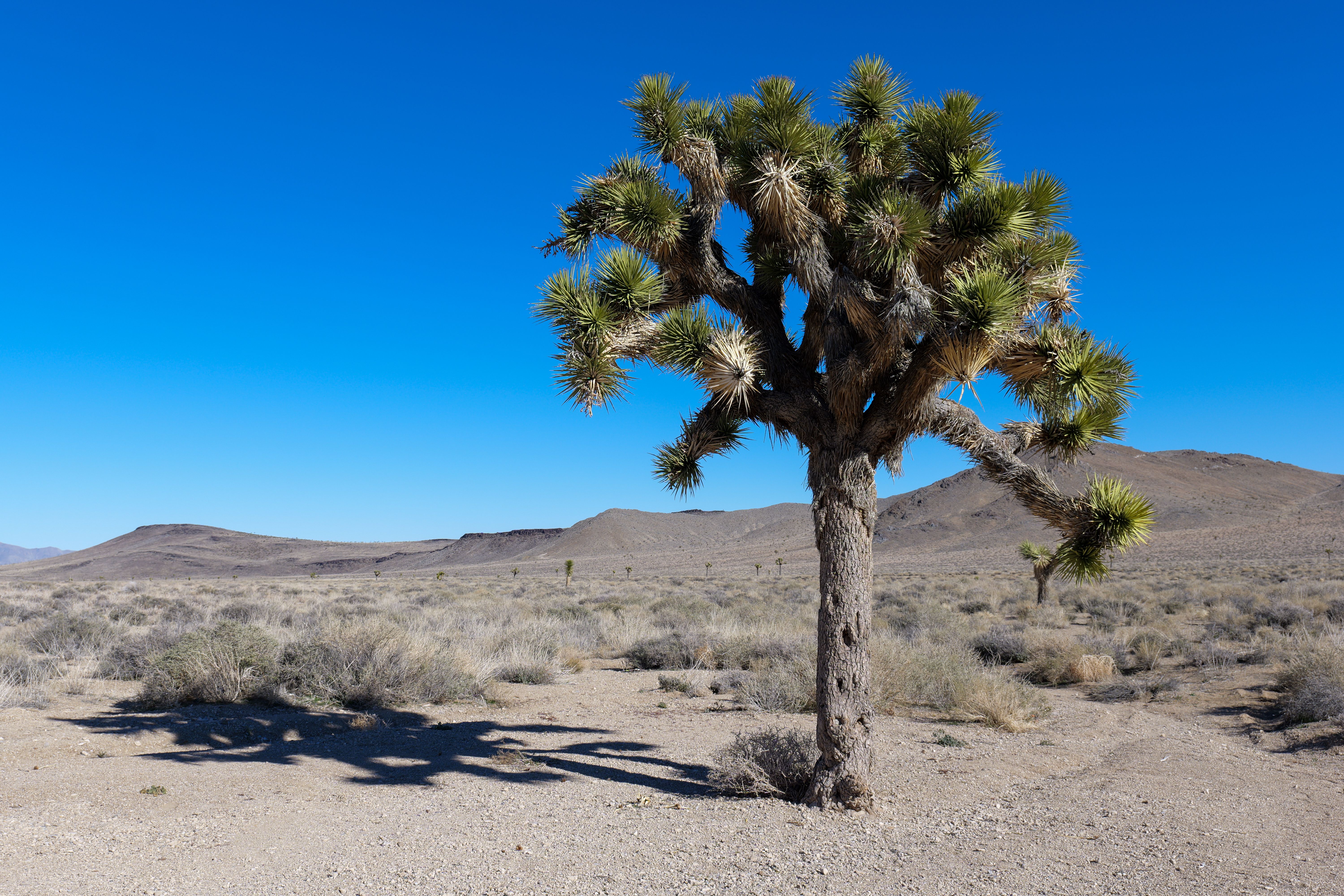 Joshua Tree in Arid Mojave Desert Landscape · Free Stock Photo