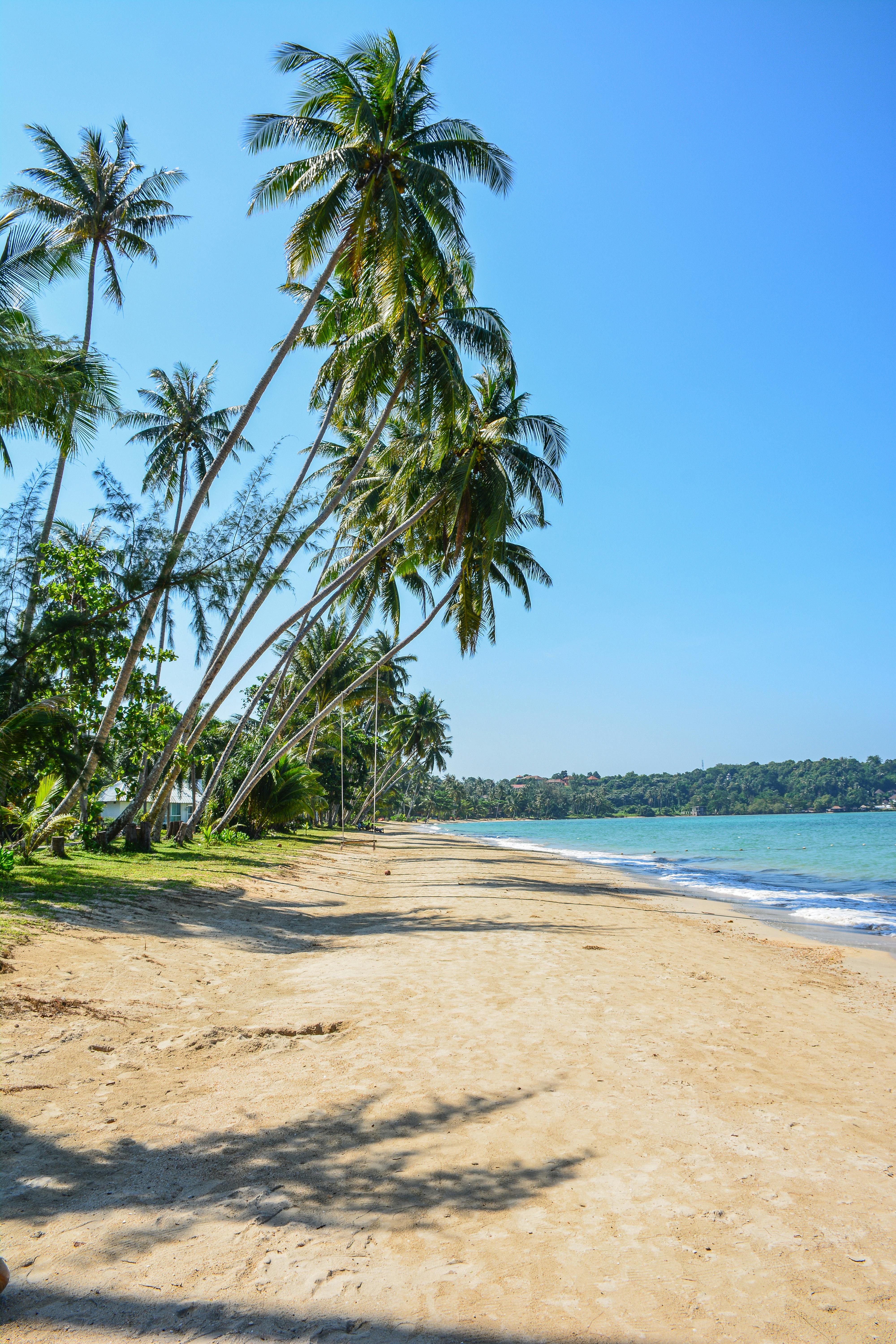 Peaceful tropical beach with palm trees on Ko Mak, Thailand's serene coastline.