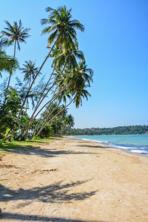Free Peaceful tropical beach with palm trees on Ko Mak, Thailand's serene coastline. Stock Photo