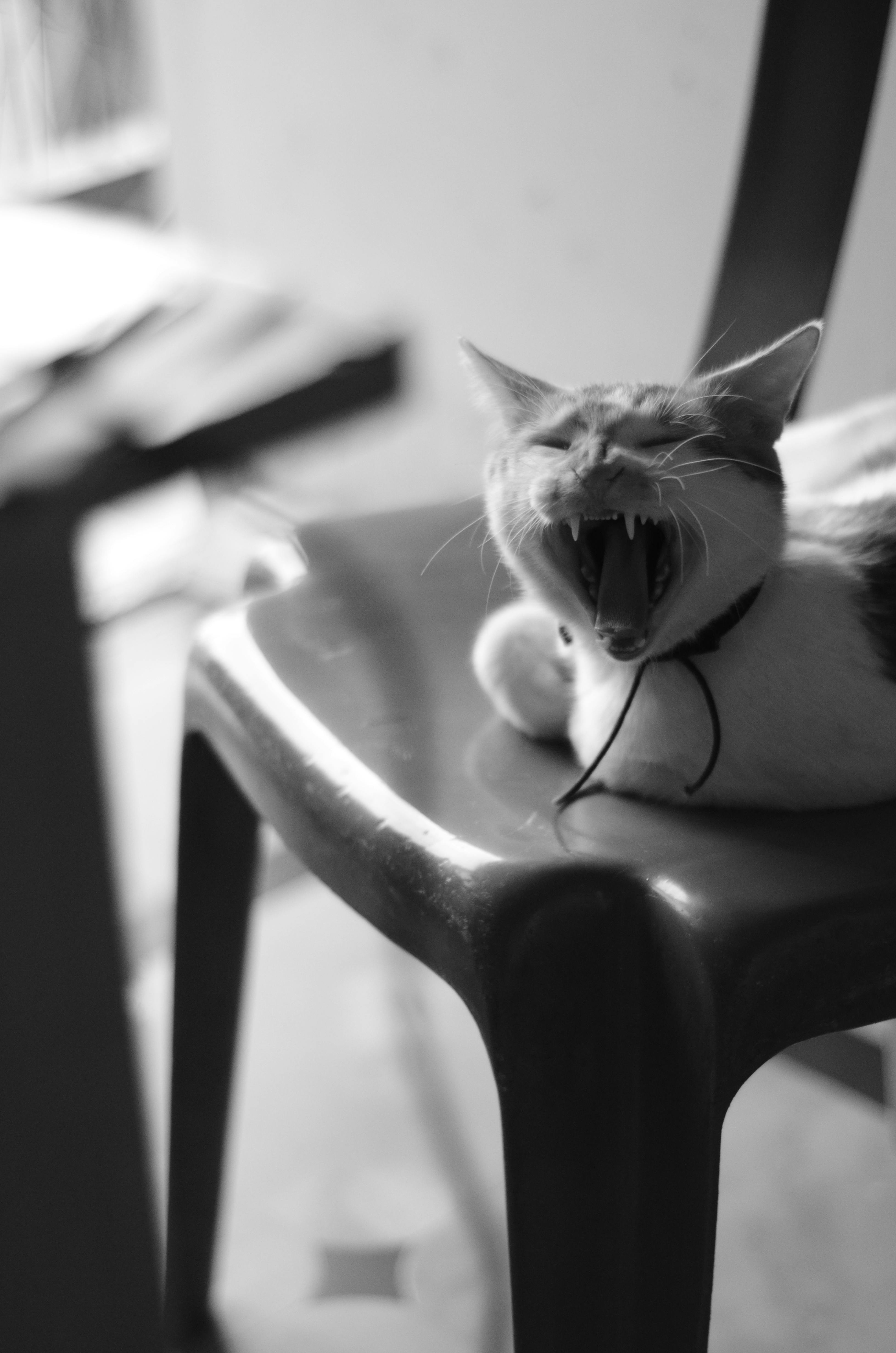 Free A black and white photo capturing a cat yawning on a chair indoors. Stock Photo