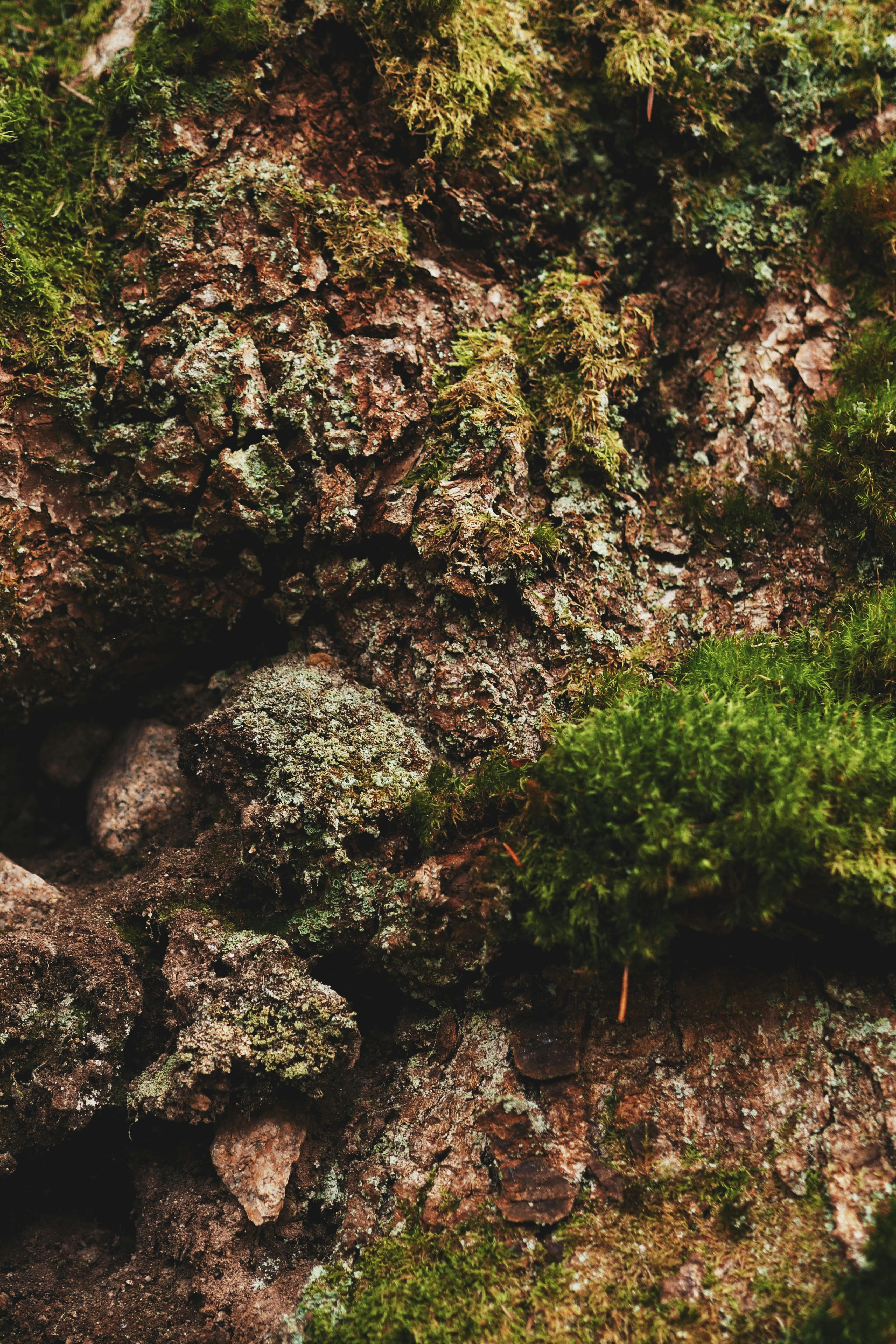 Gratis Immagine gratuita di abbaiare, albero, ambiente naturale Foto a disposizione