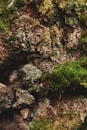 Close-up of Tree Bark with Green Moss Texture