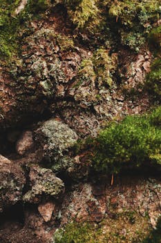 Detailed close-up of tree bark covered with rich green moss, showcasing natural texture and earthy tones.