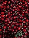 Red Cherries