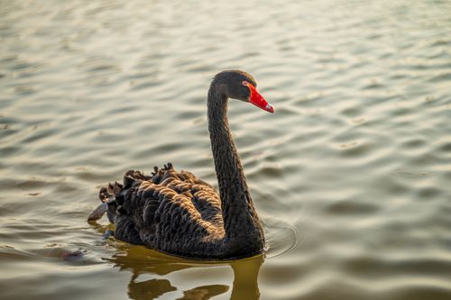 Free A black swan with a red beak glides gracefully on a calm lake surface. Stock Photo