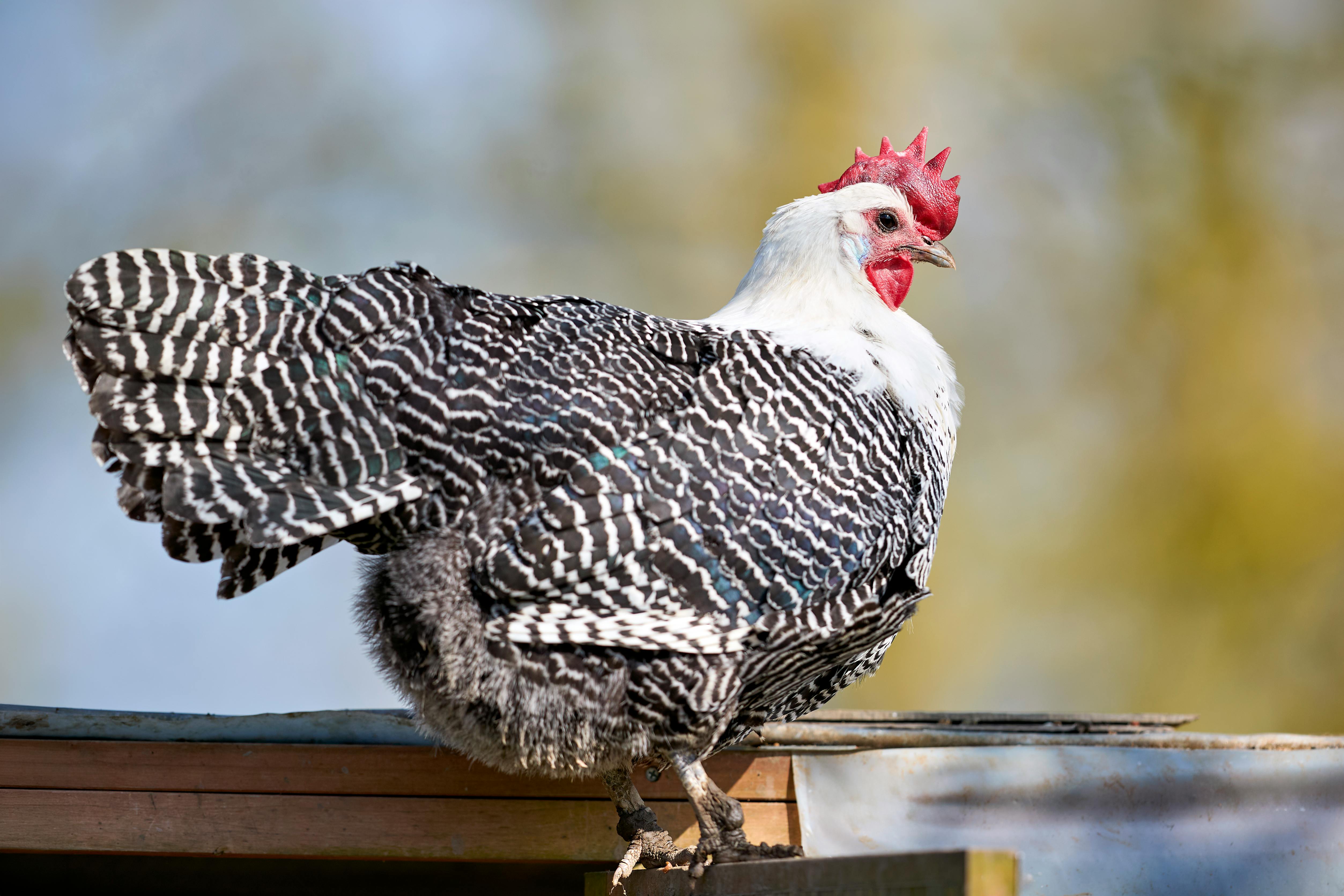 Profile view of a barred Braekel chicken in natural sunlight, showcasing intricate feather details.