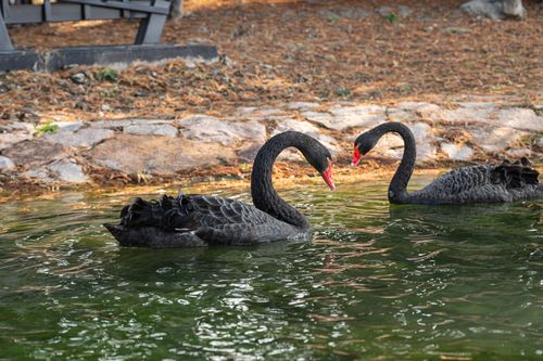 Free Two majestic black swans gracefully swim in a tranquil pond surrounded by nature. Stock Photo