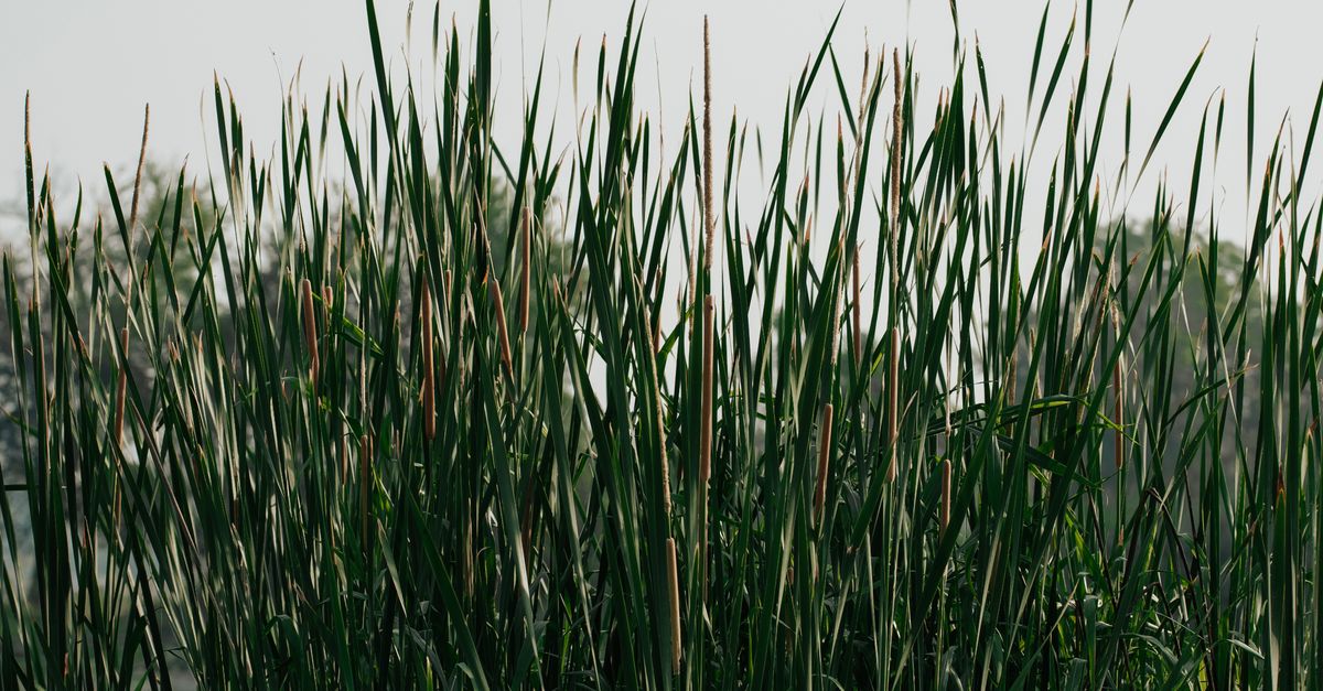 Lush tall grasses sway gently in the breeze, highlighting nature's untamed beauty.
