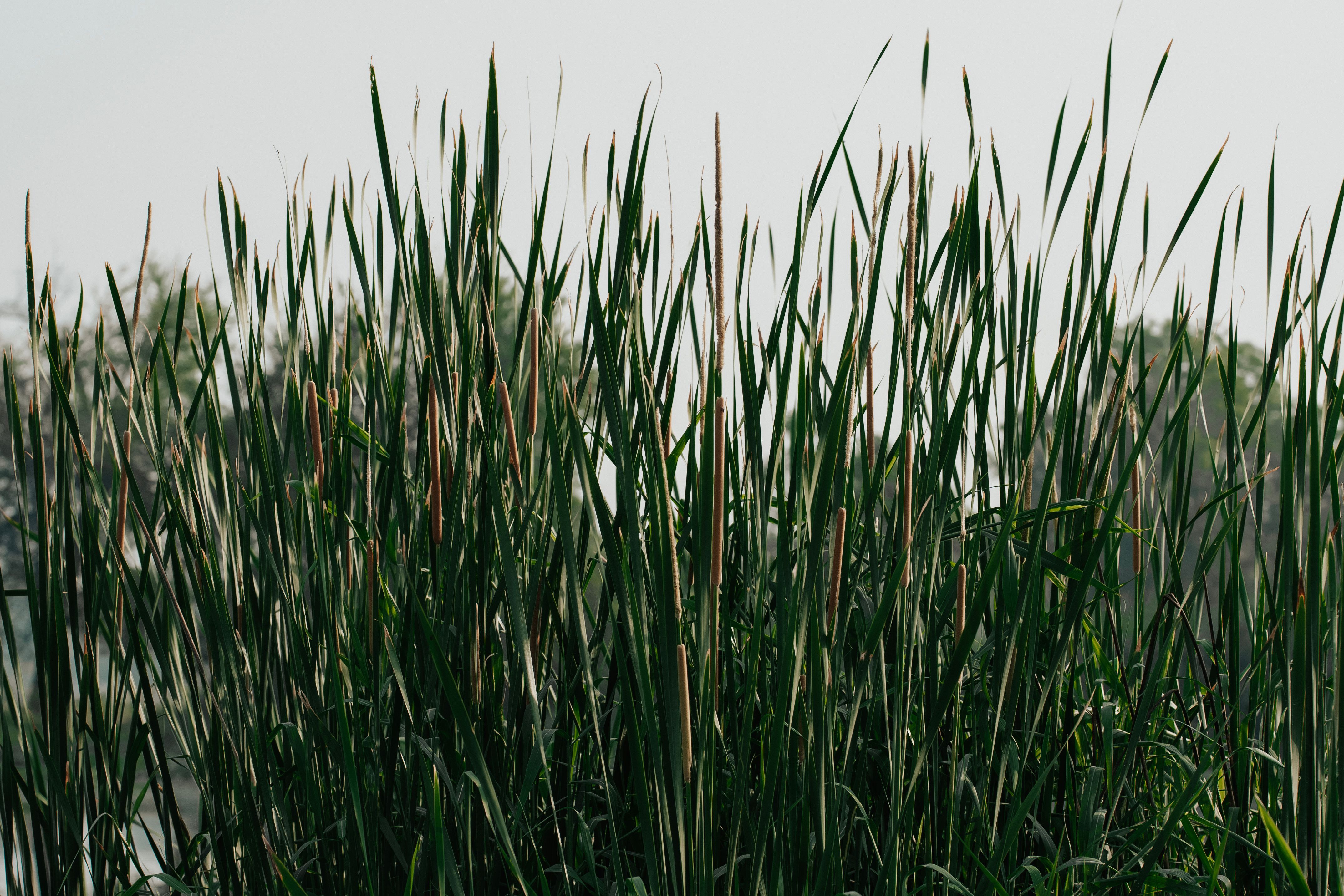 Background Reed Green Photos, Download The BEST Free Background Reed ...