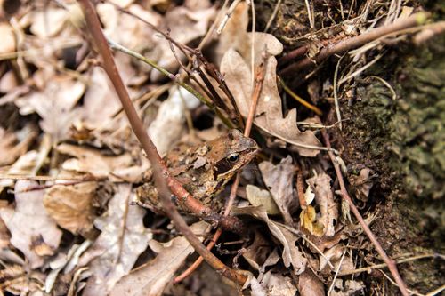 Free A camouflaged frog blending into autumn leaves in a natural forest setting. Stock Photo