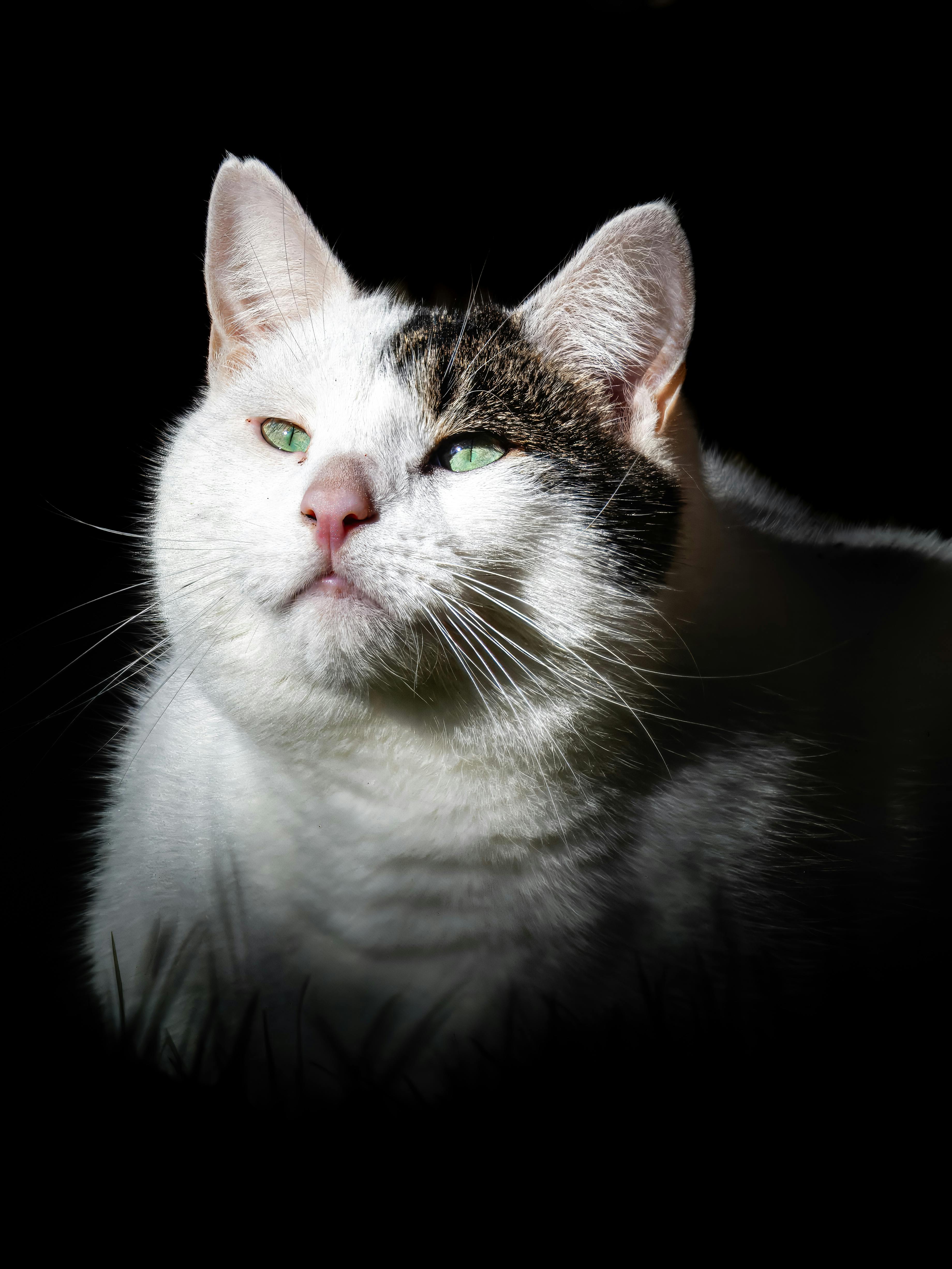 Gratis Gatto bianco e nero con occhi verdi in una luce spettacolare su uno sfondo scuro. Foto a disposizione