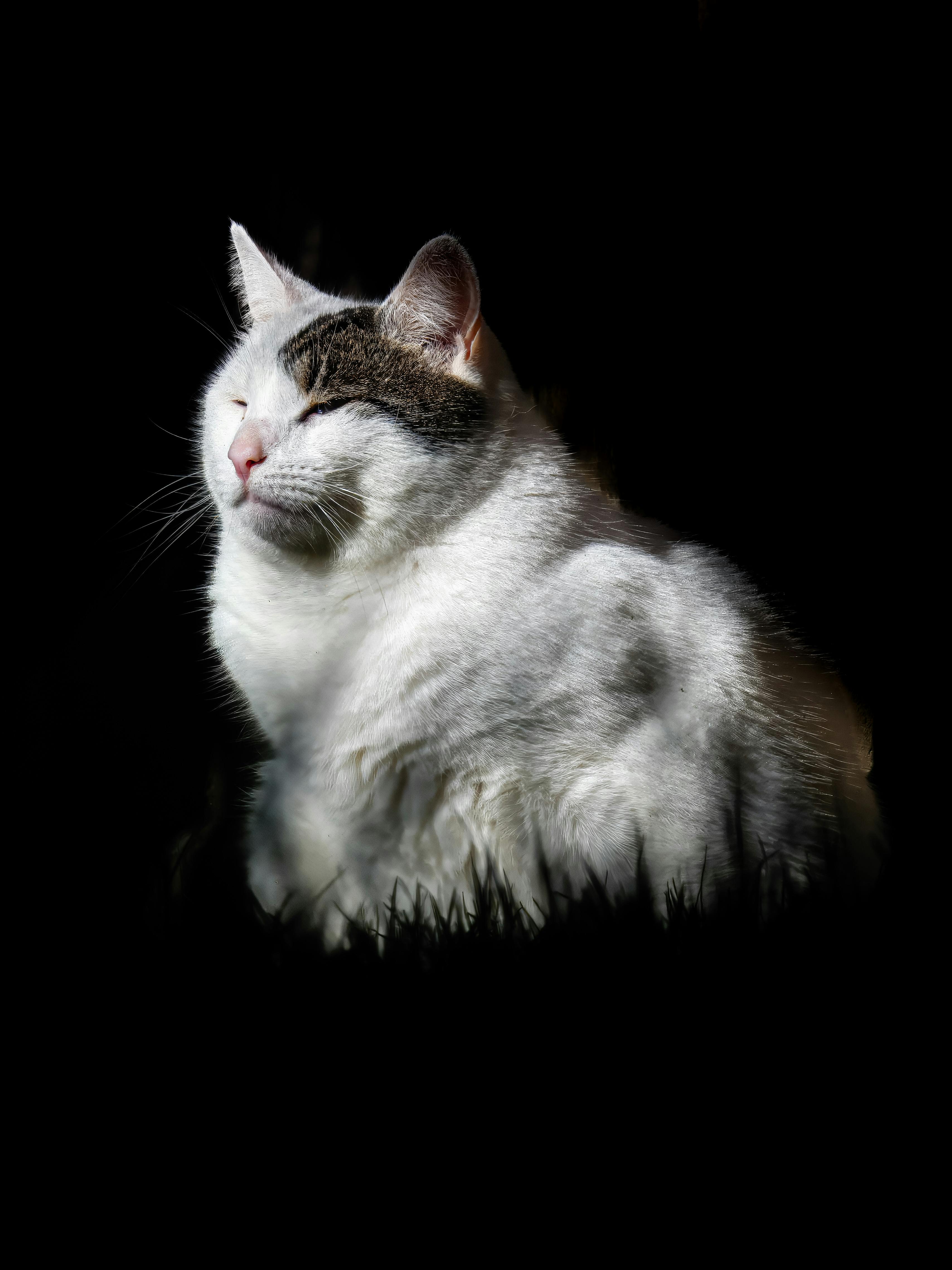 ฟรี แมวสีขาวเทาตัวหนึ่งนอนอาบแดดอย่างสงบ โดยมีฉากหลังเป็นสีเข้ม คลังภาพถ่าย
