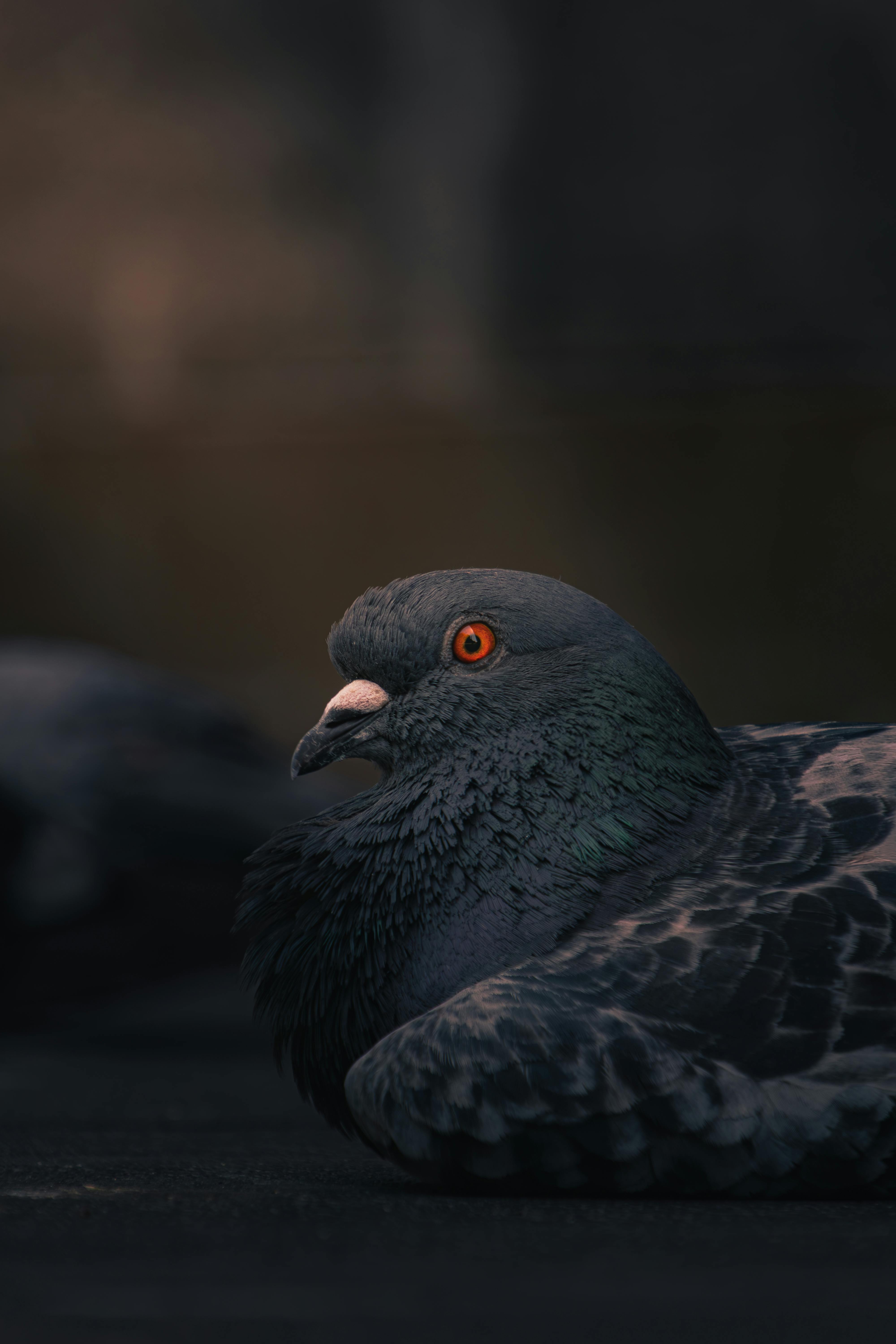 Zadarmo Umelecký detailný záber holuba pri slabom osvetlení, ktorý ukazuje jeho výrazné oranžové oko a textúrované operenie. Fotka z fotobanky