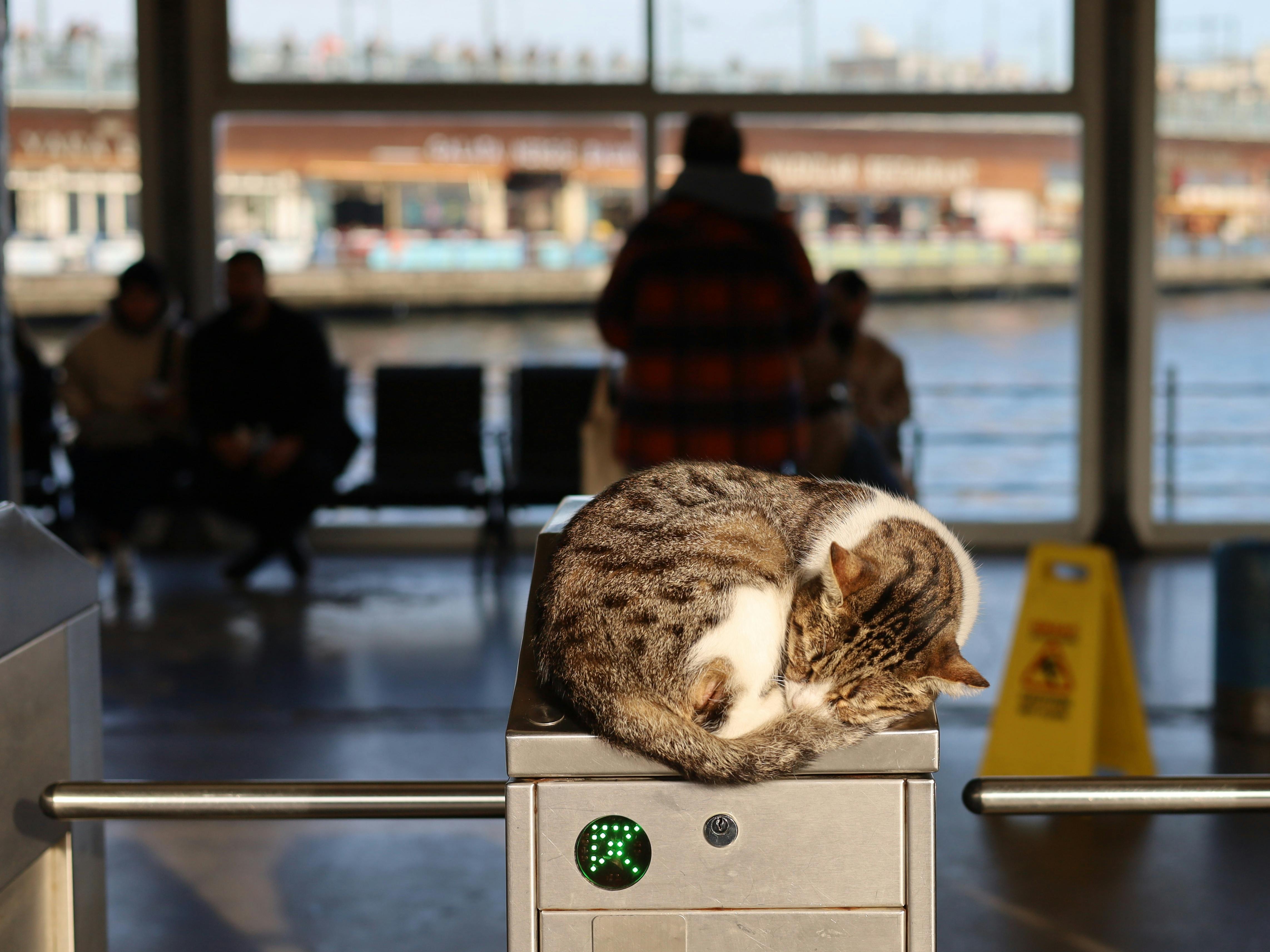 Terminal Image Viewer