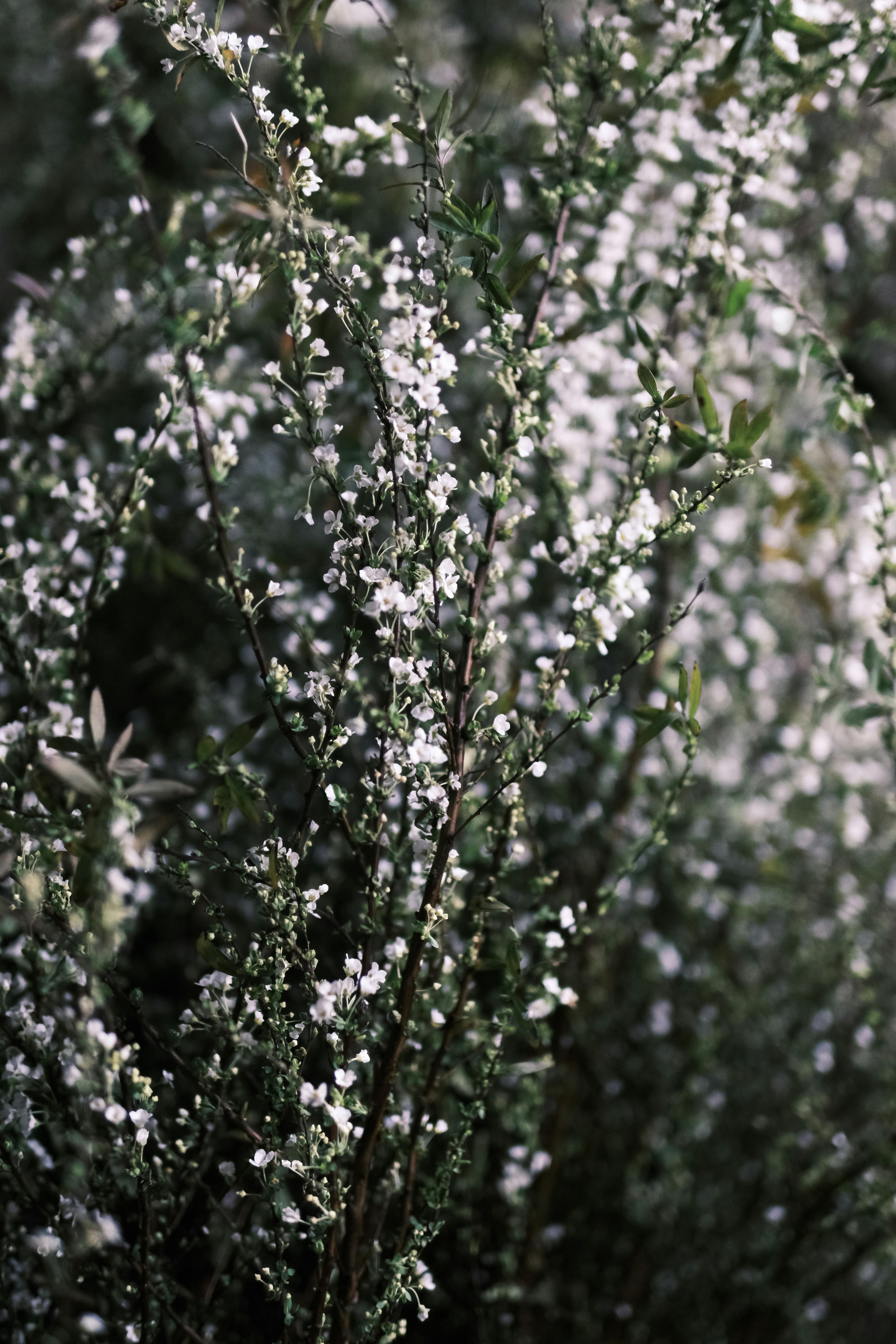 Kostnadsfria Fängslande närbild av frodiga vita blommor som blommar i Vietnam under våren. Stock foto