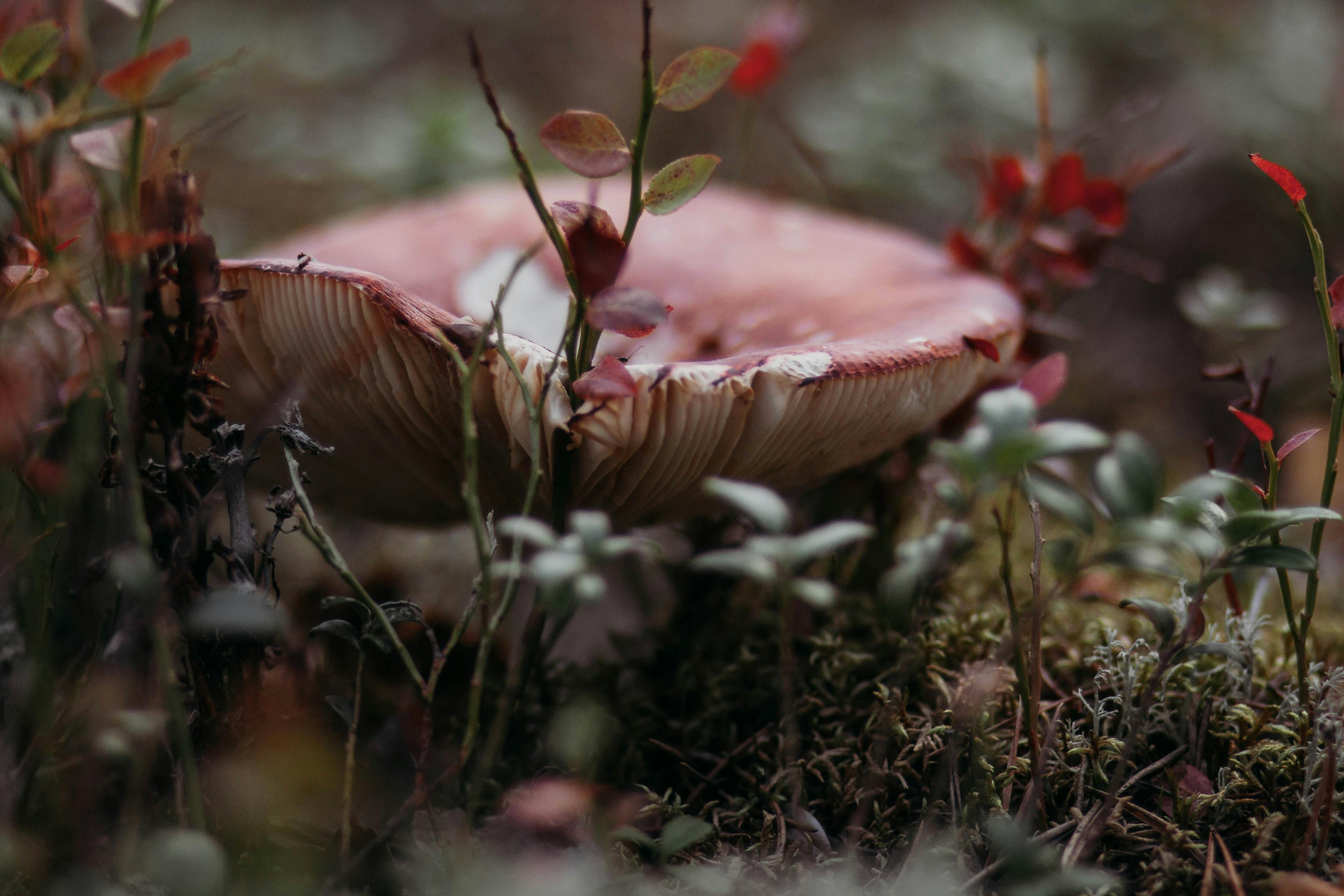 red and white mushroom in close up photography