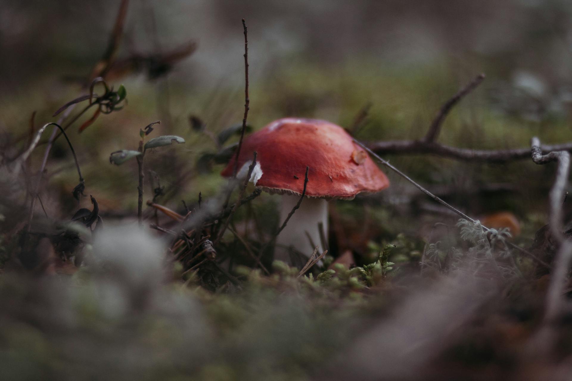 A single red mushroom in a lush forest floor, captured in a moody close-up, showcasing nature's beauty.