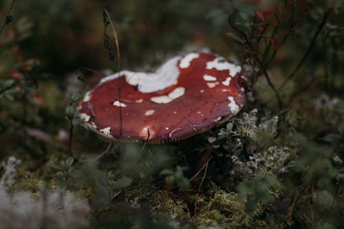 Red And White Mushroom In Close Up Photography