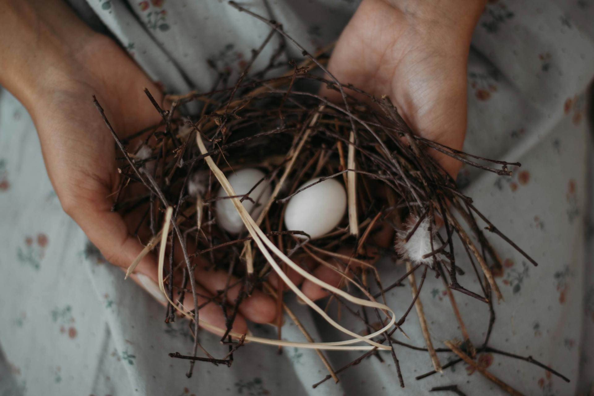 Crop woman demonstrating nest with fresh eggs