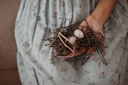 White Egg On Brown Nest