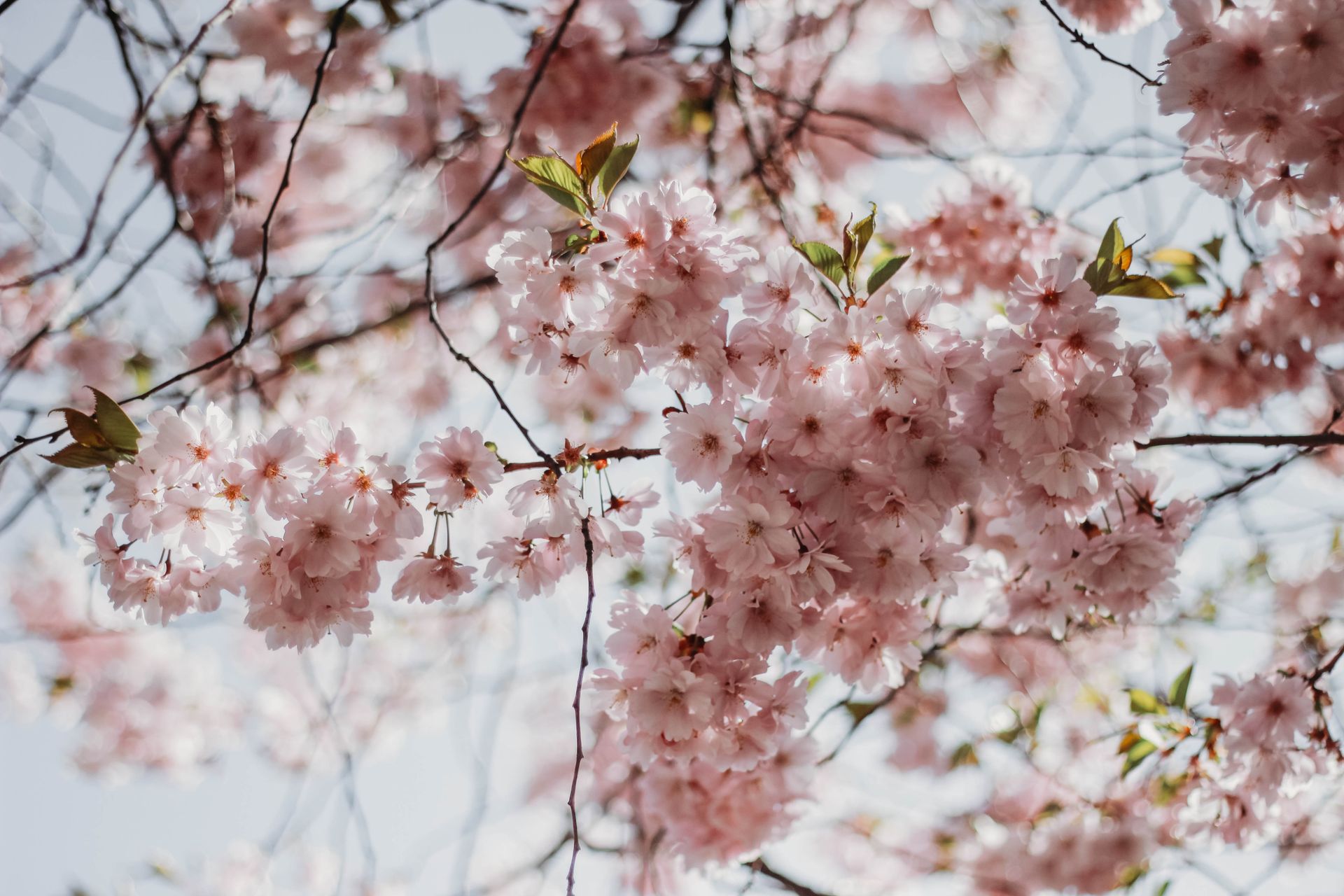 Pink Cherry Blossom In Bloom