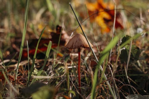 Small Conocybe mushroom growing amidst green grass and dry leaves in autumn forest